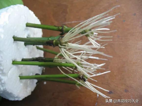 1个塑料瓶，繁殖出10盆栀子花，成活率高，新手也能玩