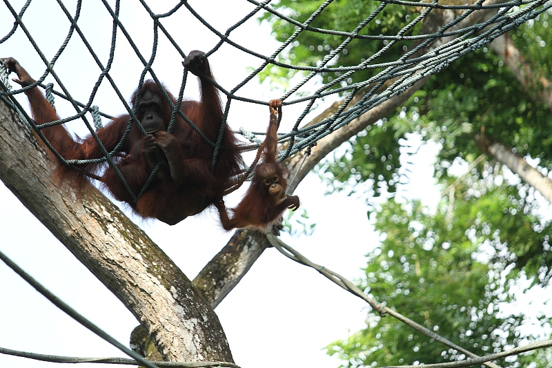 新加坡三个动物园哪个最好,新加坡动物园哪个最值得去看