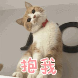 新手第一次养猫养什么品种好,小学生养猫英短猫掉毛吗