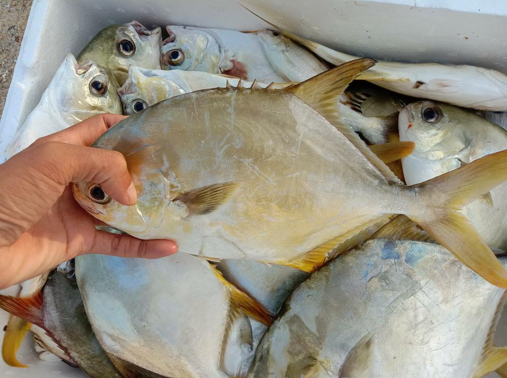 阿智为钓到爱吃的金鲳鱼，凌晨跑出外海，渔获晒满房前屋后
