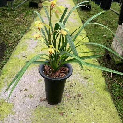 建兰发新芽怎样养护,建兰要怎么养容易开花呢