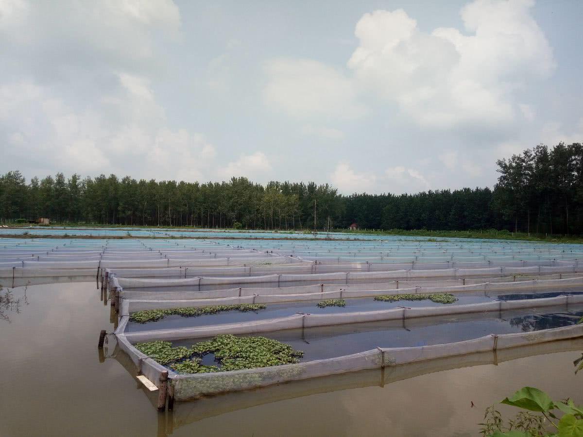 蚂蟥吃进肚子会繁殖吗,蚂蟥吃进胃里的后果