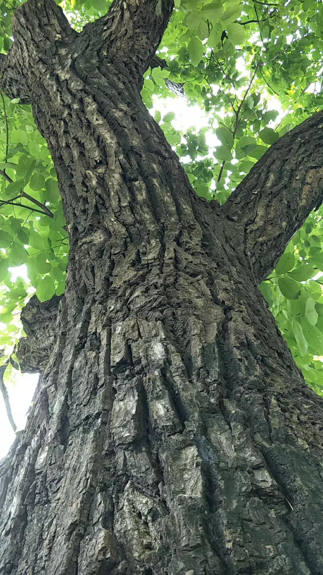 什么样的核桃漂亮,什么样的核桃不苦涩