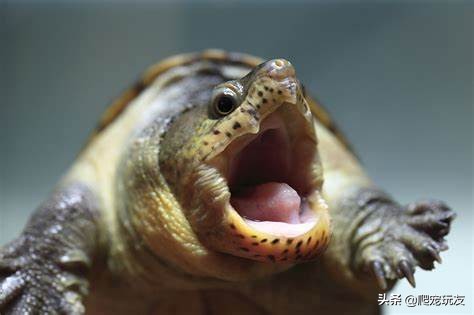 凶猛的蛋龟之王，饲养窄桥蛋龟的几点建议