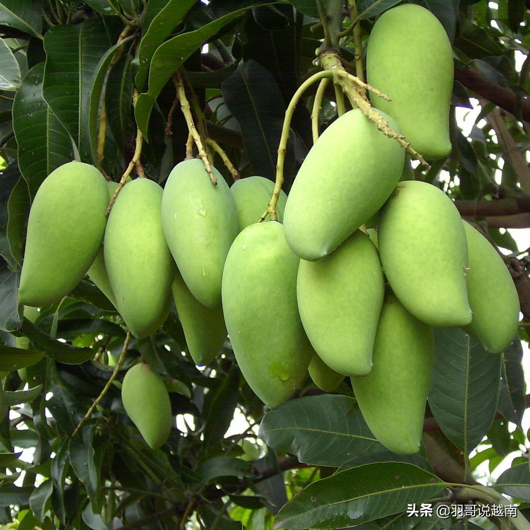 去越南旅游什么东西值得买,北海有什么好的越南特产