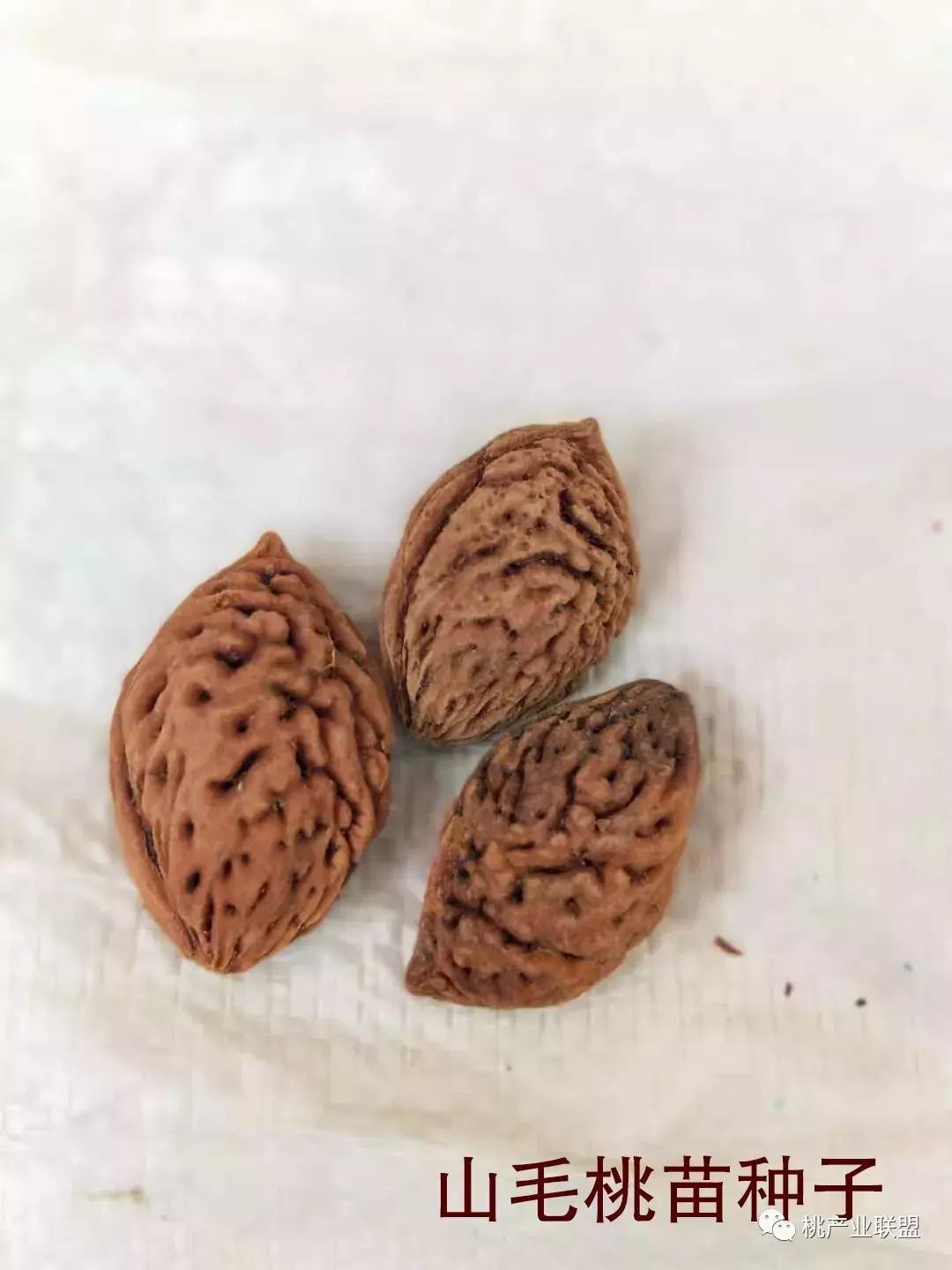 最抗病的桃砧木,山桃砧木和毛桃砧木有什么区别