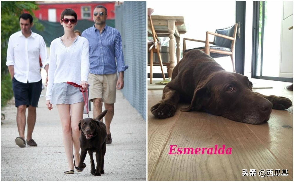 各大明星都养什么狗,公认最好养的十种狗大型犬