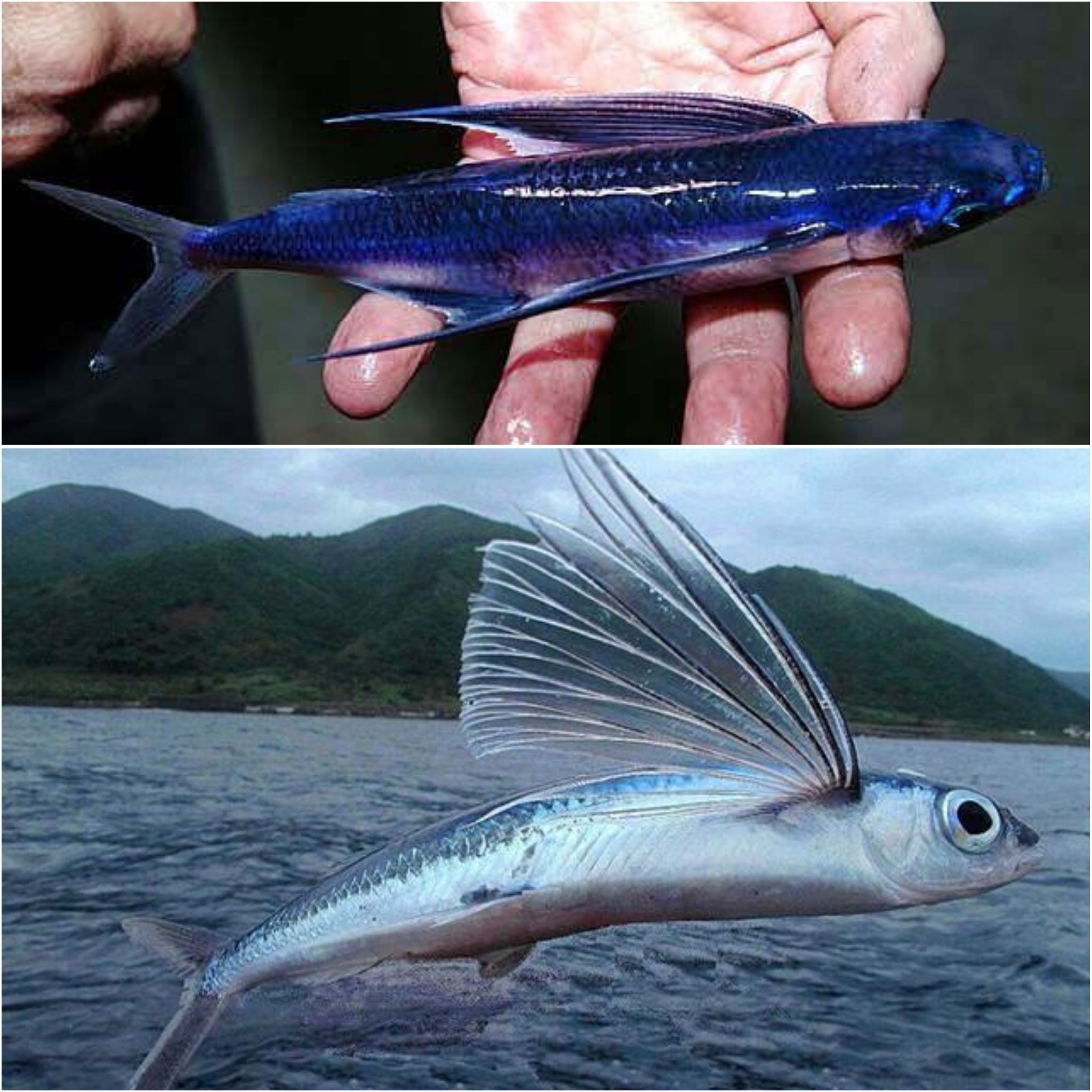 飞鱼怎么滑翔的,飞鱼滑翔视频