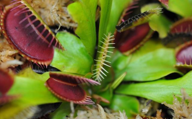 捕蝇草养护的视频,捕蝇草养护