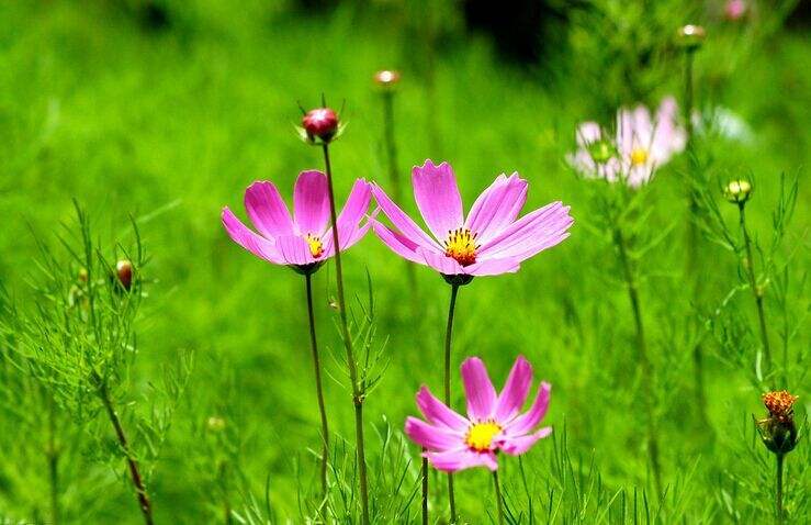 春日山行张旭书法,春日山行张旭写的诗