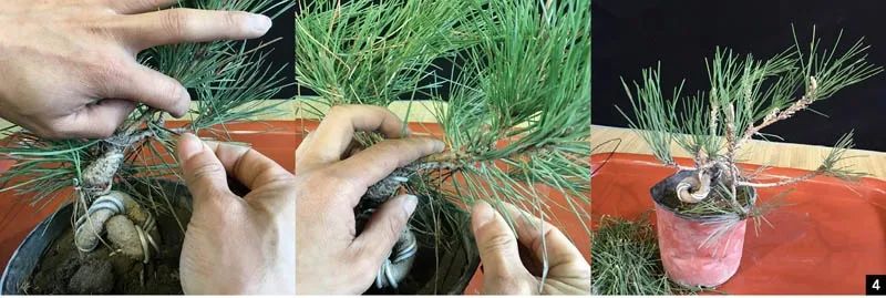 黑松苗临水式造型 (临水黑松苗)