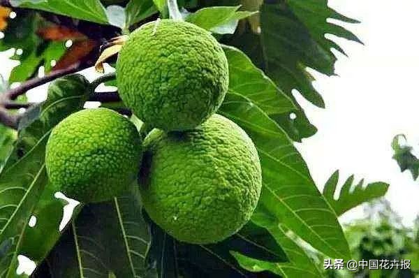 从小就觉得面包树上结的是“面包”？你只差一个亲眼看看的机会