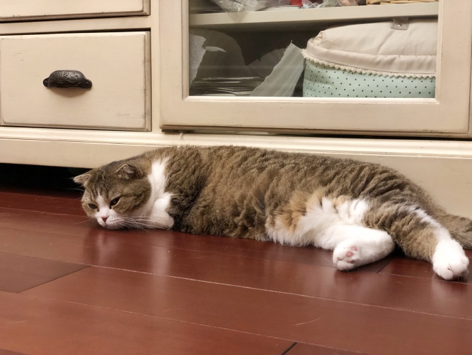 猫咪跳蚤怎么灭杀,猫咪跳蚤怎么彻底清除用什么喷雾