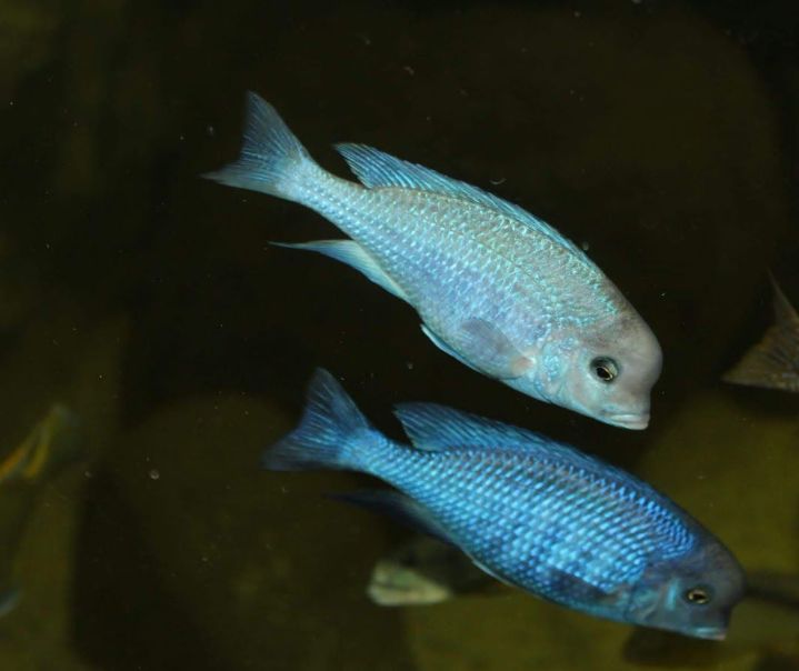 自己做大型水陆缸,在家自己打造一个沙漠缸