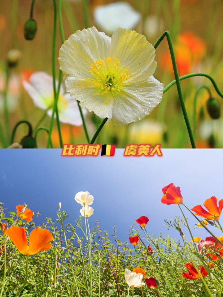 世界各国国花大全图片及名称,世界各国国花大全及图片