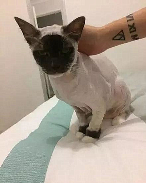 长毛猫身上有跳蚤了需要剃毛,奶牛猫身上有跳蚤用什么药