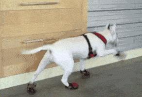 狗狗冬天到底需不需要穿衣服,狗狗怕冷吗狗狗怕冷的表现有哪些