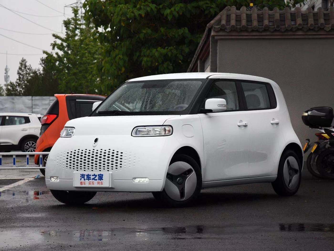 薛定谔的猫实测,欧拉白猫小野猫试驾