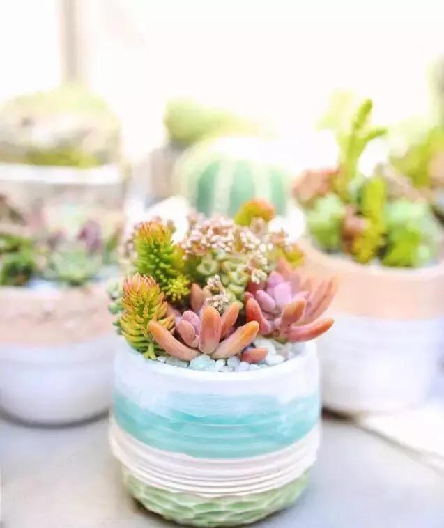 推荐轻松玩转100种常见多肉植物,700种多肉植物图鉴pdf百度云