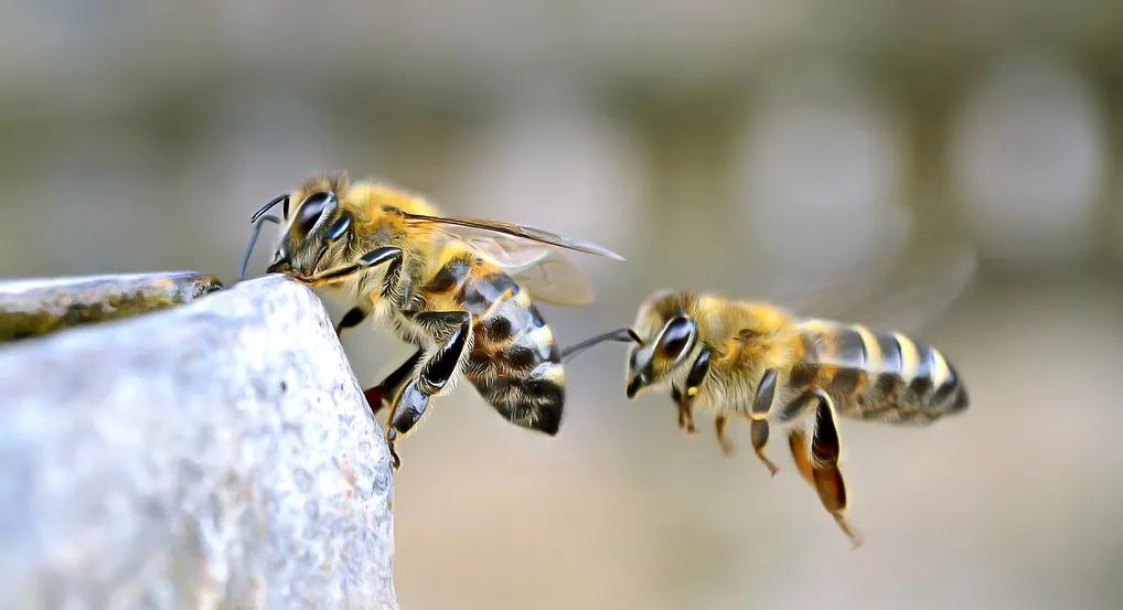 如果不小心被蜜蜂蛰到脚上怎么办,如果不小心被蜜蜂蛰了该怎么办