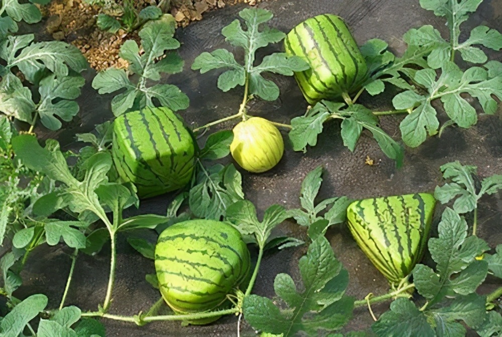 宁夏石头缝里种西瓜,宁夏农民石头地上种植西瓜的原因