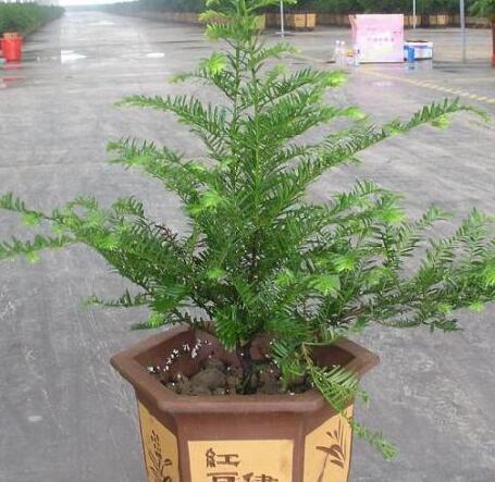 红豆杉的果实能吃吗功效与作用,红豆杉与红豆杉果实哪个功效好