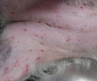 狗狗脓皮病越来越多怎么办,狗狗皮肤发红有皮屑怎么治比较好