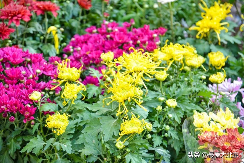 最便宜的早市品种,北方早市有哪些品种