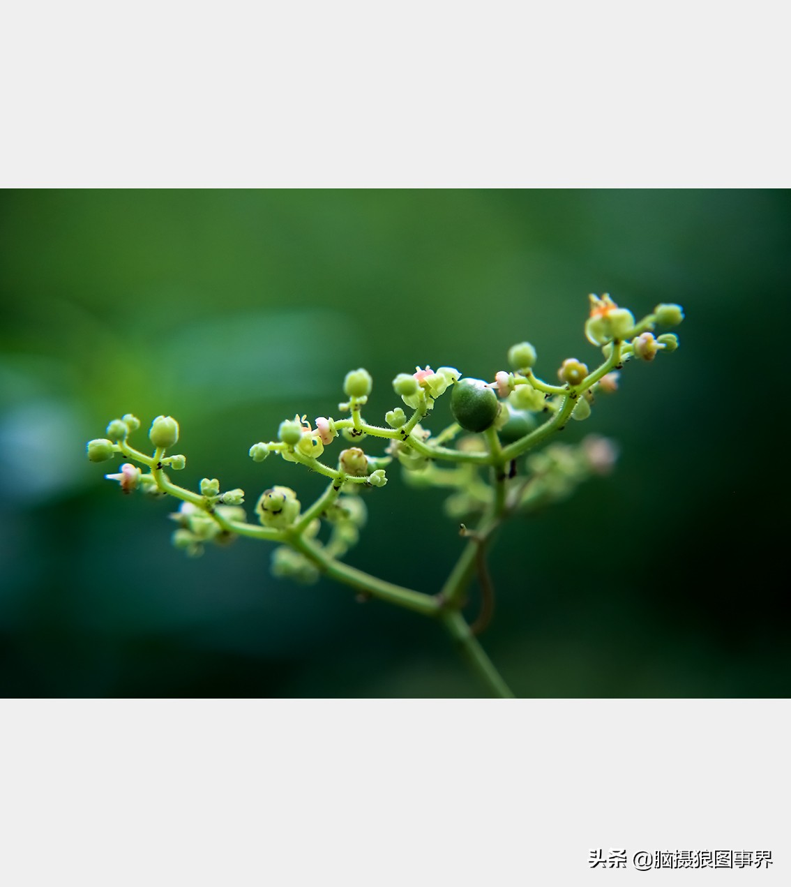 佳能rf24105f4和ef24105f4二代,佳能24105银圈镜头虚化效果