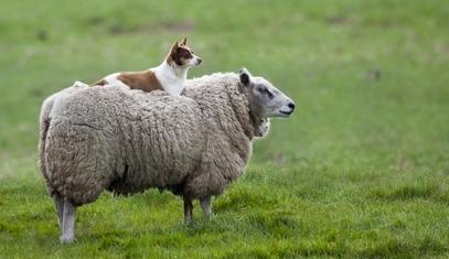 无性生殖到有性生殖的进化,无性繁殖和有性生殖的优点和缺点