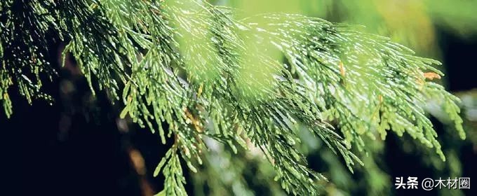 加拿大盛产哪些木材,加拿大bc省真实图片