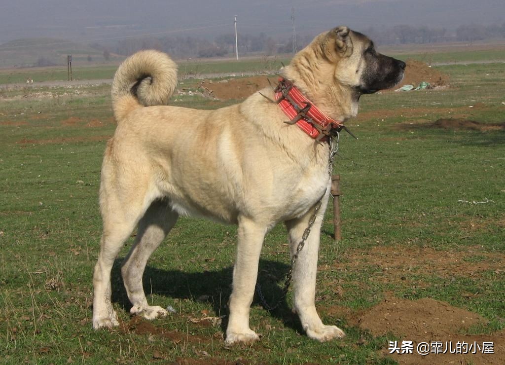 世界上最强悍的獒犬,世界十大獒犬排行榜