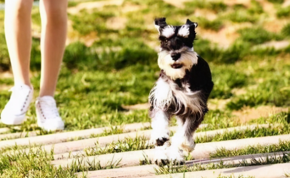 戈赞与柴犬,戈赞养边牧