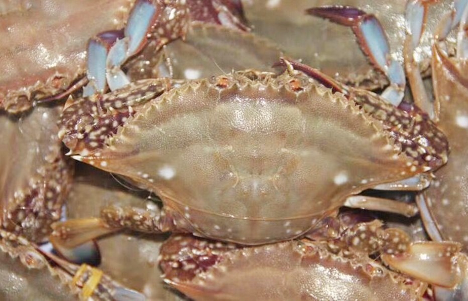 挑选梭子蟹的绝招小妙招,怎么挑梭子蟹新鲜