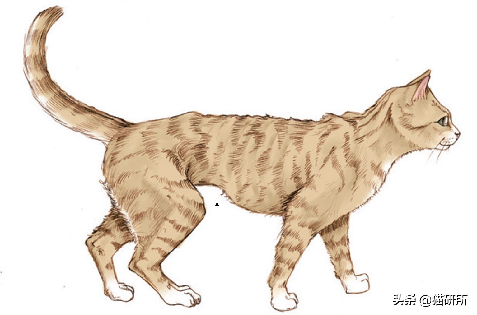 幼猫猫咪的体重多少才是正常体重,猫咪肥胖标准图