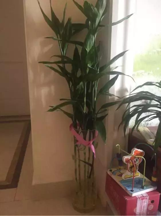 养富贵竹单数还是双数有什么讲究,富贵竹养几根有讲究吗