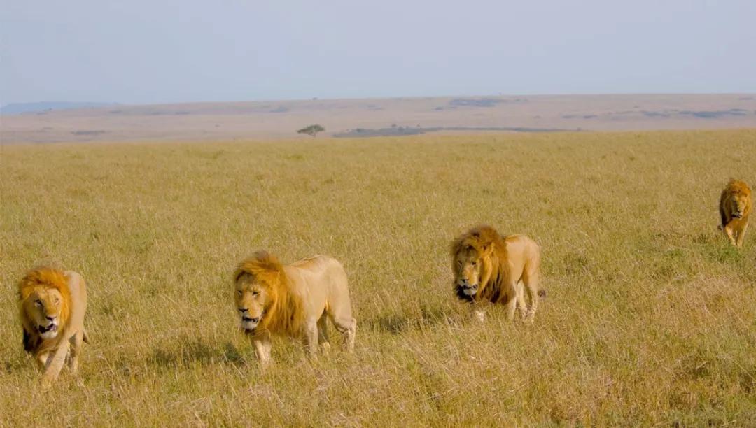 世间稀有的白色长颈鹿母子，在非洲被残忍猎杀，发现时只剩骨骼