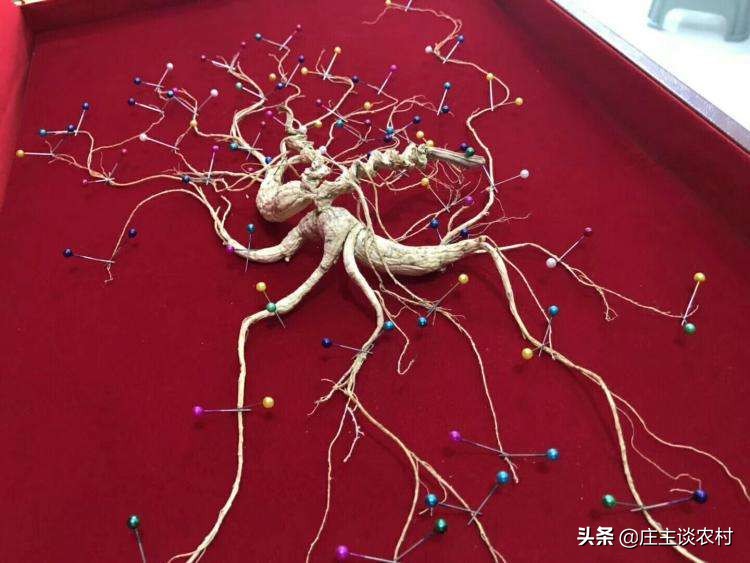 世界上最贵的几种食材有哪些,世界上最贵最顶级的食材