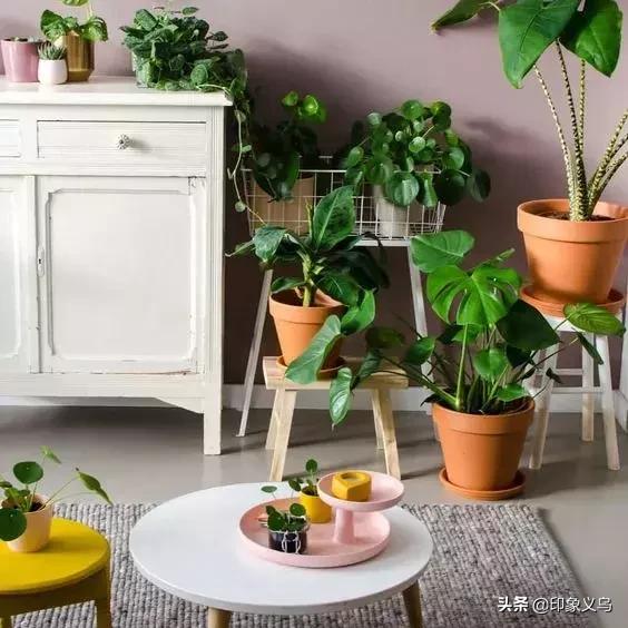 过期药片可以养什么花,用过期的药片能种花吗