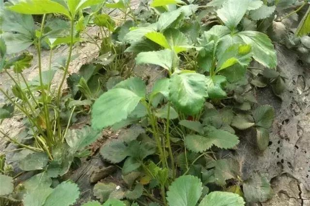 番茄生长调节剂药害解决,碧护生长调节剂药害