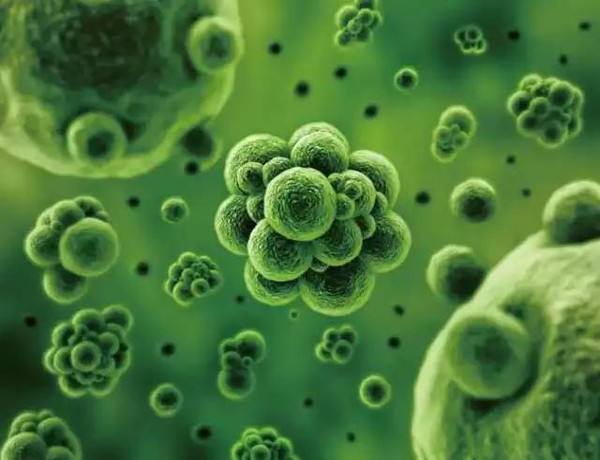 朋友还是敌人：如果没有微生物，地球会变得怎么样？