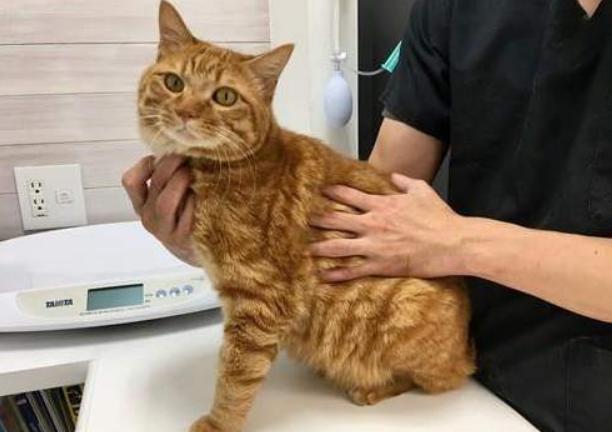 怎么判断猫很健康,怎么自己判断猫咪的健康状态