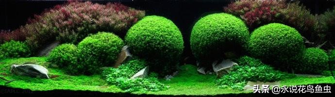 水草基本种植法,生态缸水草种植