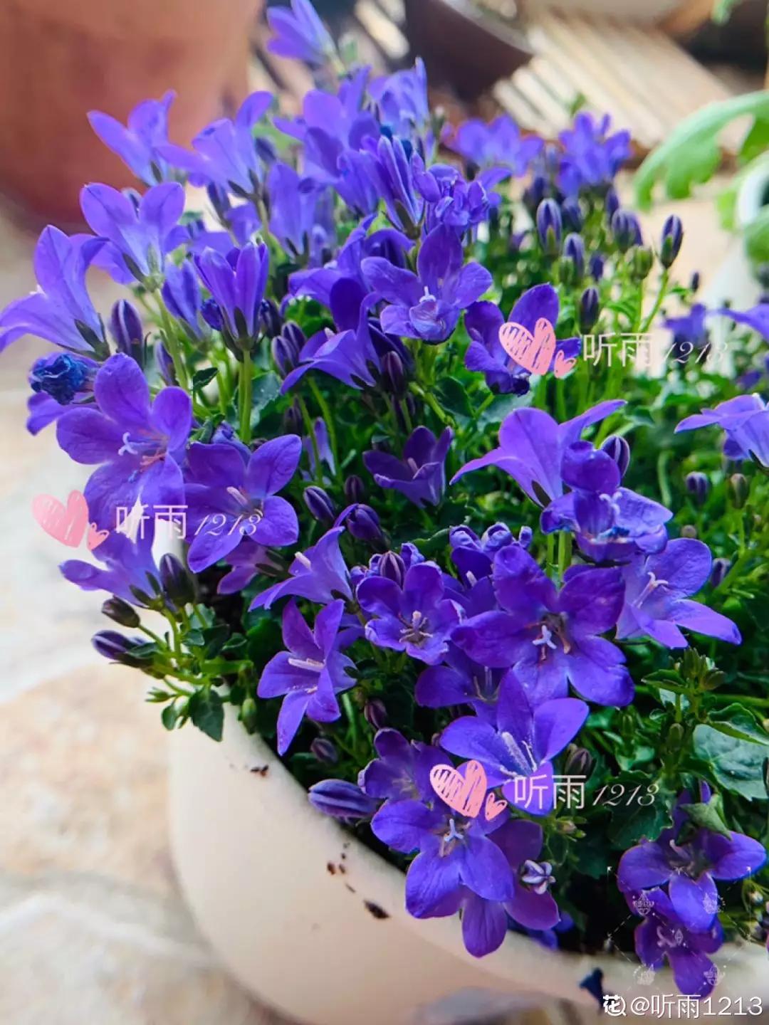 春天开的花有哪些常见又漂亮,十大名花在春天开的有哪些