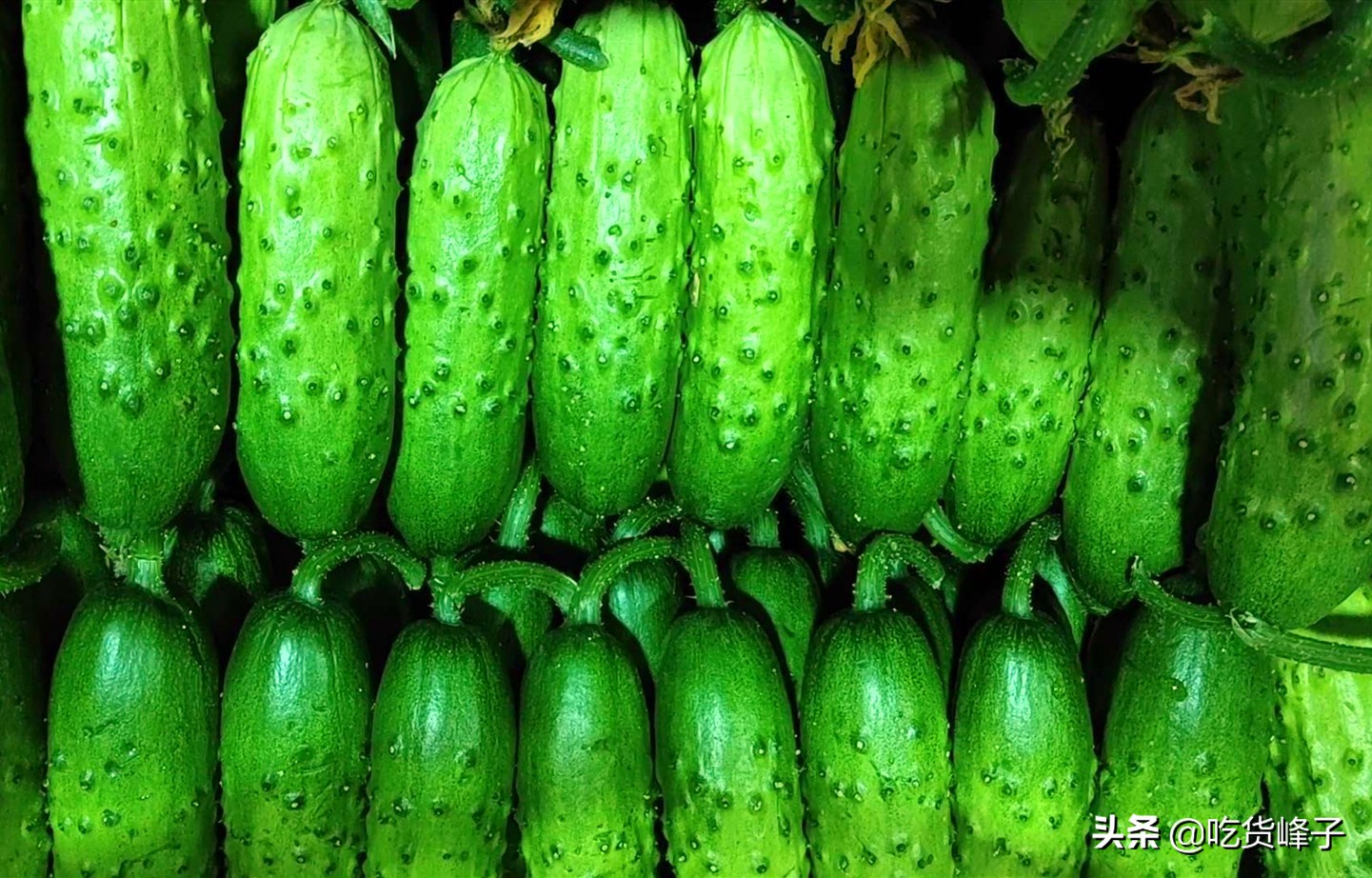 怎么能挑到又香又甜的大黄瓜,爱吃黄瓜是什么原因