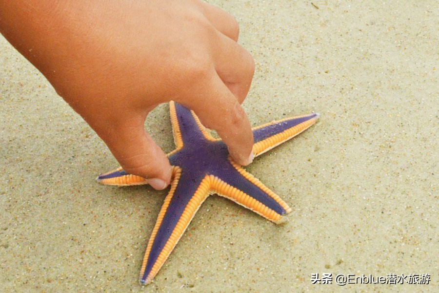 40种奇葩的海星,18种恐怖的海星