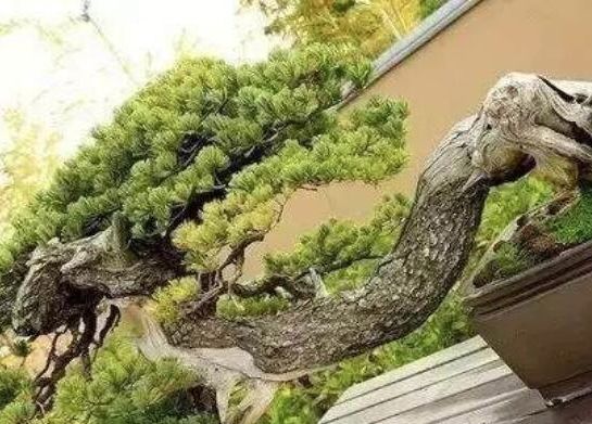 十大天价植物种子,十大顶级名贵植物