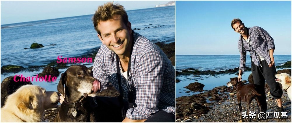 各大明星都养什么狗,公认最好养的十种狗大型犬