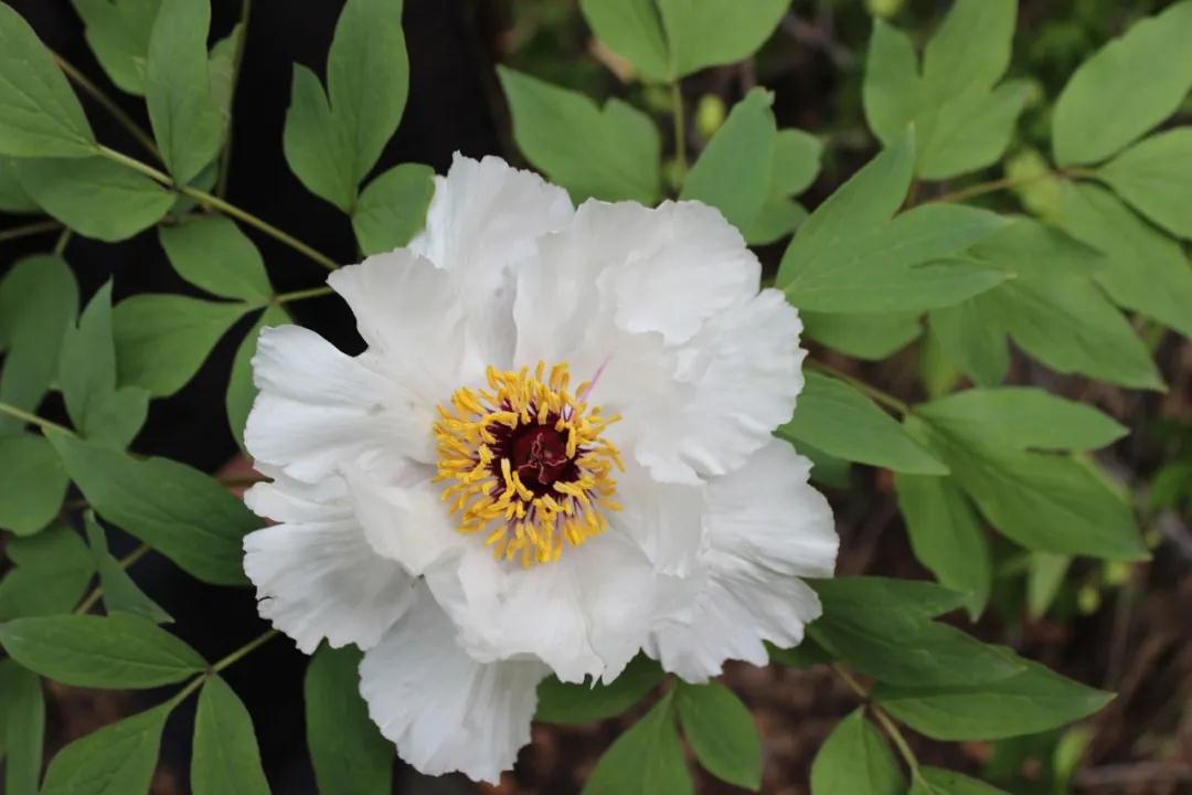 全国林草生物多样性保护成就展,林业生物多样性保护