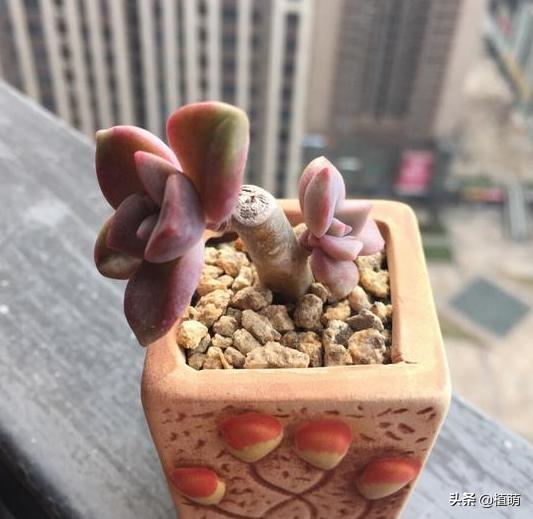 养了一年的紫乐锦没多大变化,紫乐多肉怎么爆侧芽